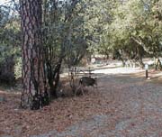 A deer at Lake of the Springs Thousand Trails Preserve