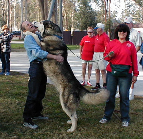 Wolfie, Dave, hind legs