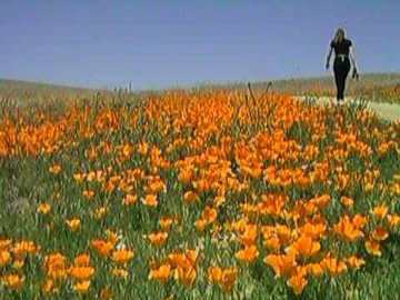 California Poppy Reserve visitor center, Lancaster California
         