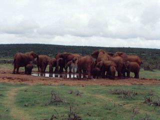 Elephants