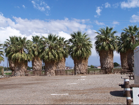 Palm trees at Sans End RV park winterhaven, California near Yuma AZ